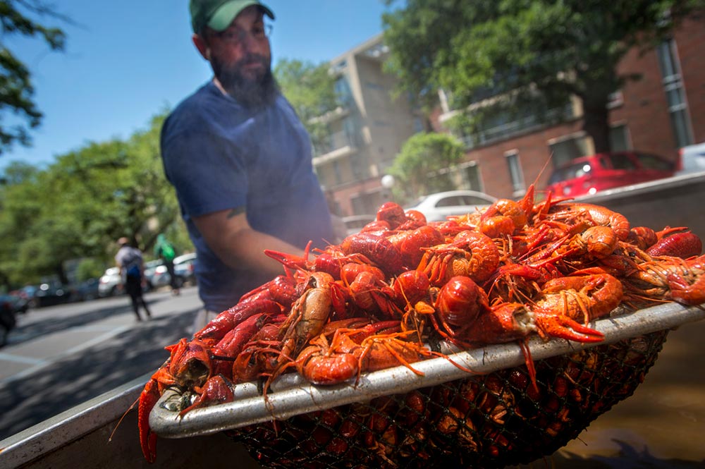 crawfish