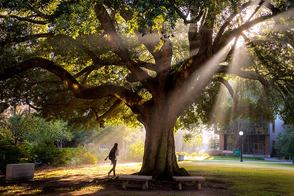 Live Oak Trees on Campus